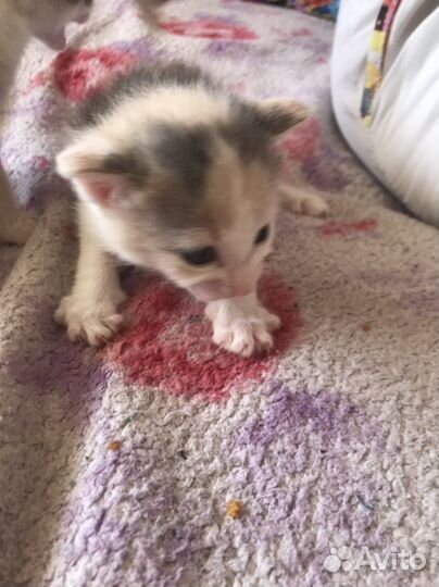 Котята в добрые руки даром