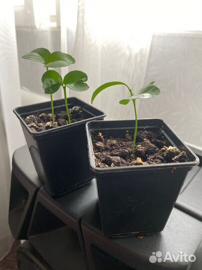 Мандариновое дерево