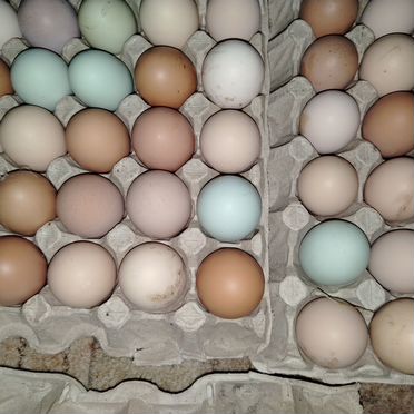 Яйцо домашнее инкубационное