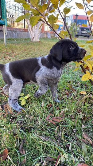 Щенки дратхаара