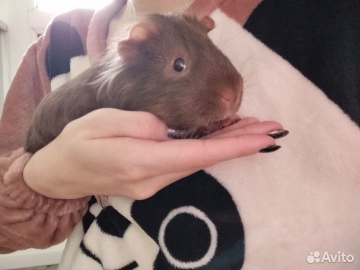 Морская свинка