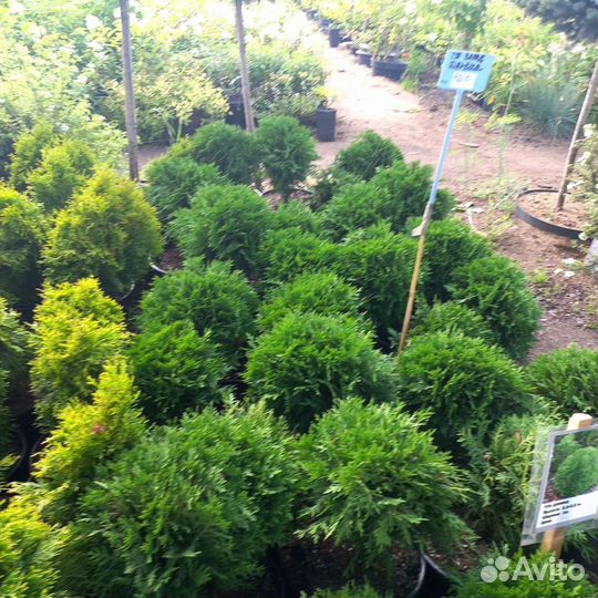 Туи шаровидные из питомника растений
