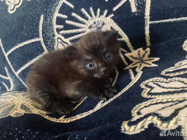 Милые котята