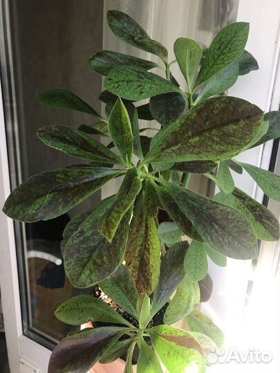 Синадениум Рубра