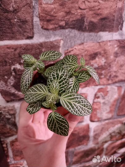 Фиттония, эписция акварельная