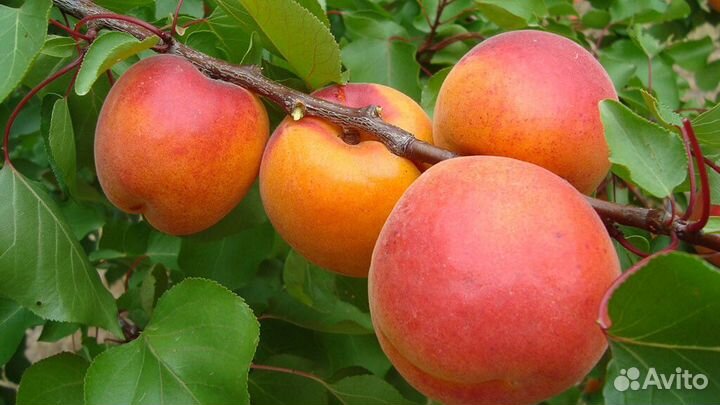 Саженцы Абрикоса Робада