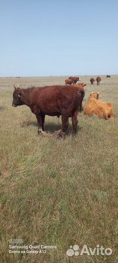 Быки коровы бычки телята