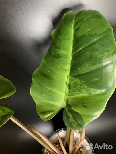 Филодендрон Джангл Февер вариегатный