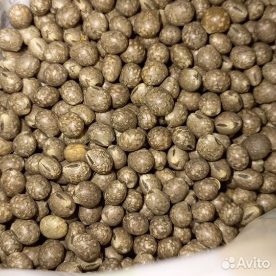 Семена люпина узколистного Кристалл, Сидерат 46