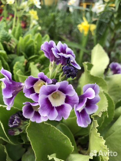 Примулы и другие многолетники