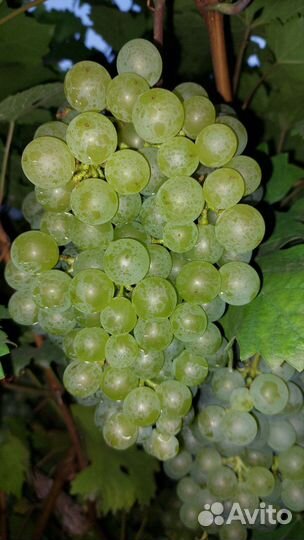 Чубуки, черенки, рассада винограда