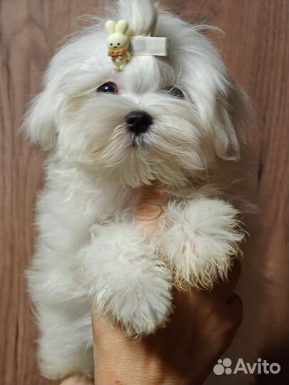 Мальтезе мини Корея мальчик