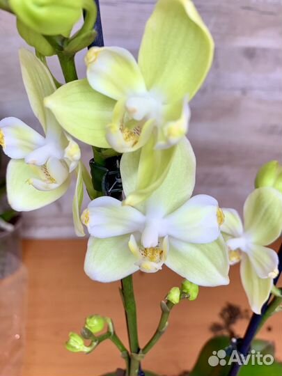 Орхидея Разные