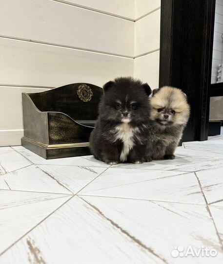 Банда из померанских шпицев