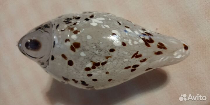 Птицы стекло