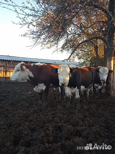 Бычки и быки