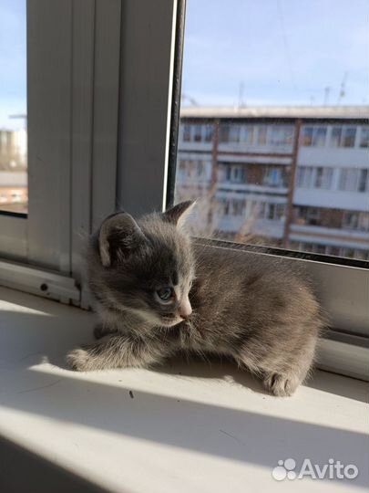 Котенок мальчик в дар