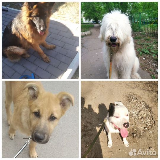 Дрессировка собак