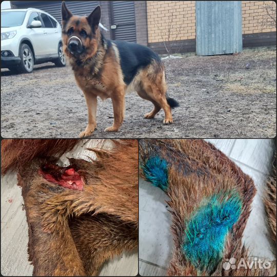 Ветеринарный врач на дом (+узи, тонометрия)