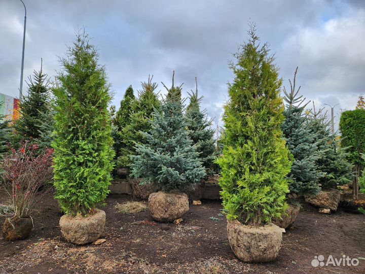 Туя брабант стриженная 3 m-3,3 m