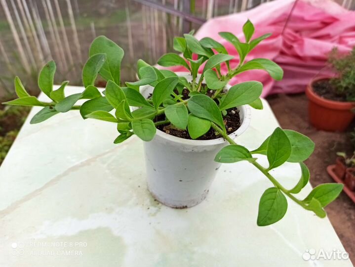 Рассада петунии