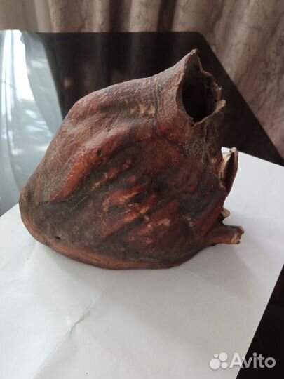 Зуб мамонта