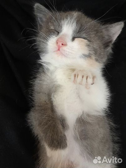 Котенок бесплатно
