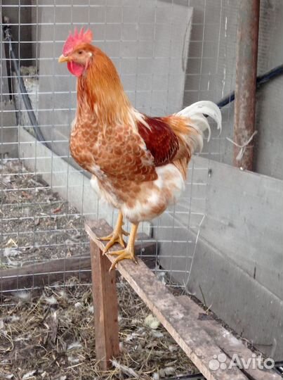 Молодые петухи