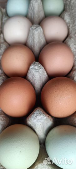 Инкубационное яйцо