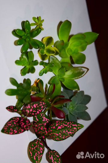 Суккуленты, крестовник