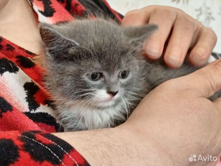 Котенок в дар бесплатно