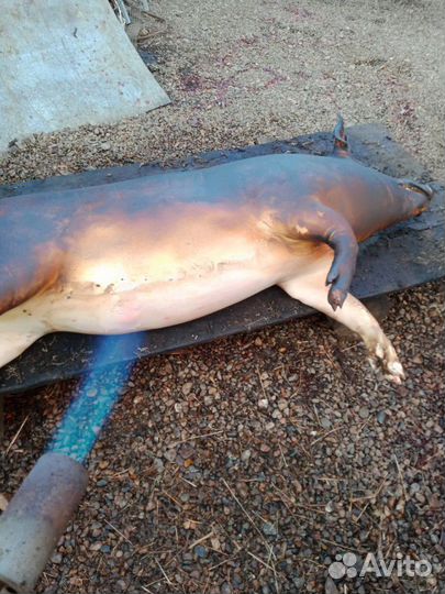 Мясо свинина домашняя