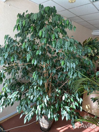 Продам цветы комнатные