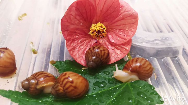 Улитка альбино