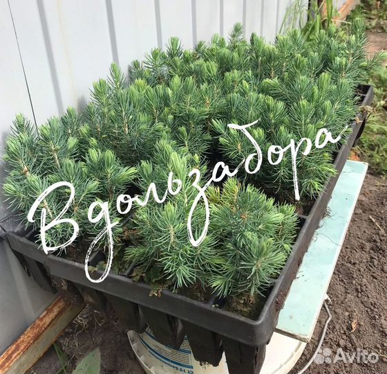 Ель колючая голубая