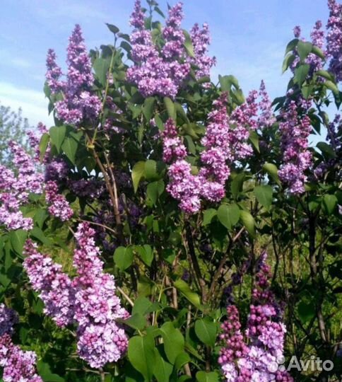 Сирень махровая