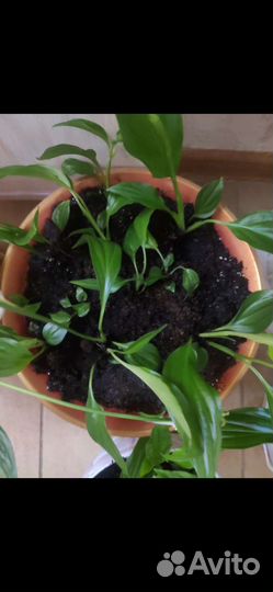 Спатифиллум 