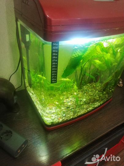 Аквариум