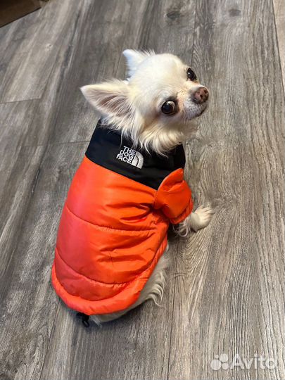 Одежда для маленьких собак