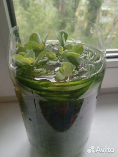 Водоросли для аквариума, цена за банку