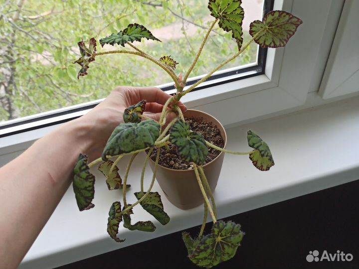 Бегония тигровая