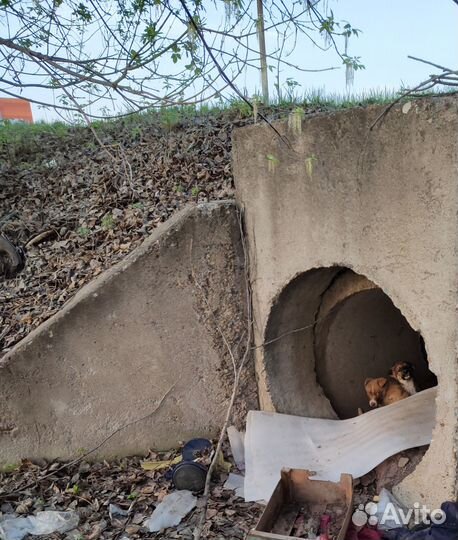 Отличные щенки