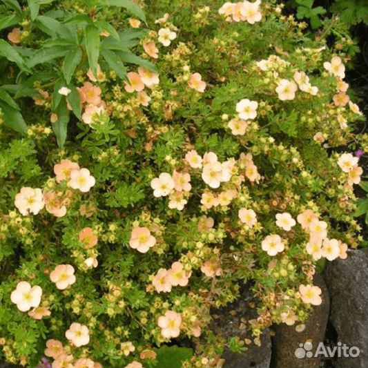 Лапчатка Дэйдон (1 саженец в горшке 15-20 см). Be