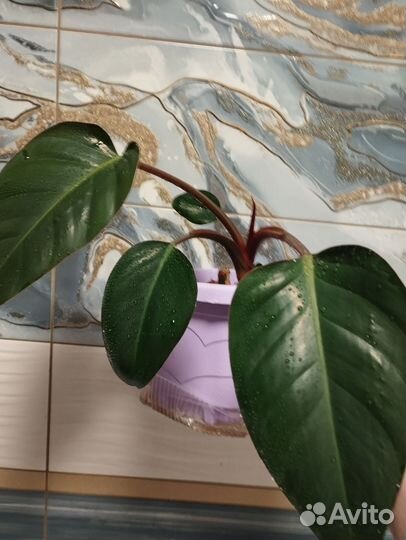 Филодендрон, аглоонема, хойя и другие