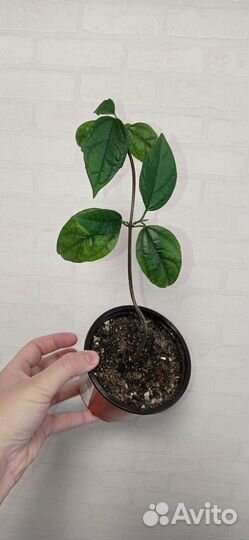 Клеродендрум томпсон в горшке 0.3 л