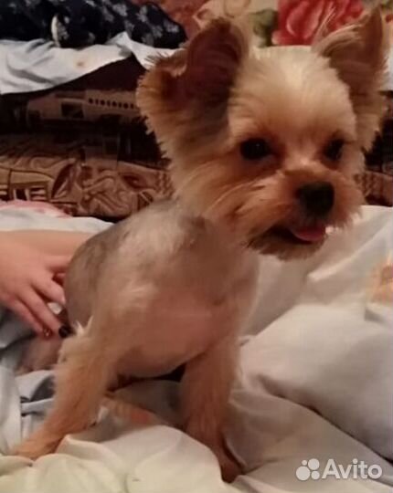 Йоркширский терьер