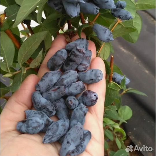 Жимолость канадская Бореал Близзард