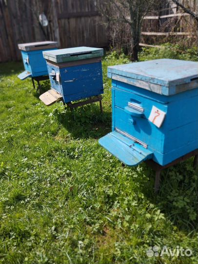 Продаю улья