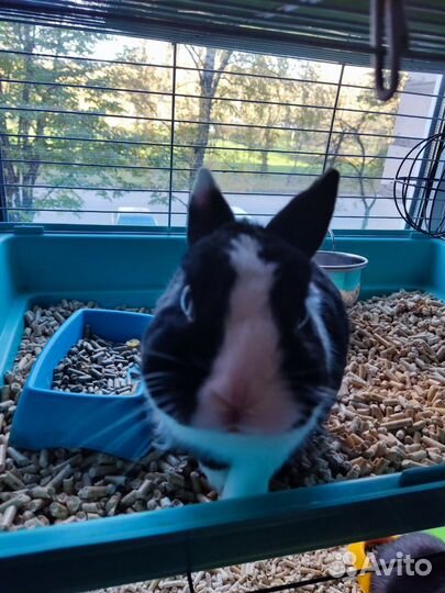 Декоративные кролики