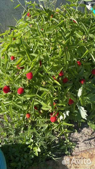 Тибетская малина